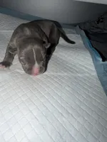 Lady, a female American Bully for sale in South Easton, MA – 2 of 4