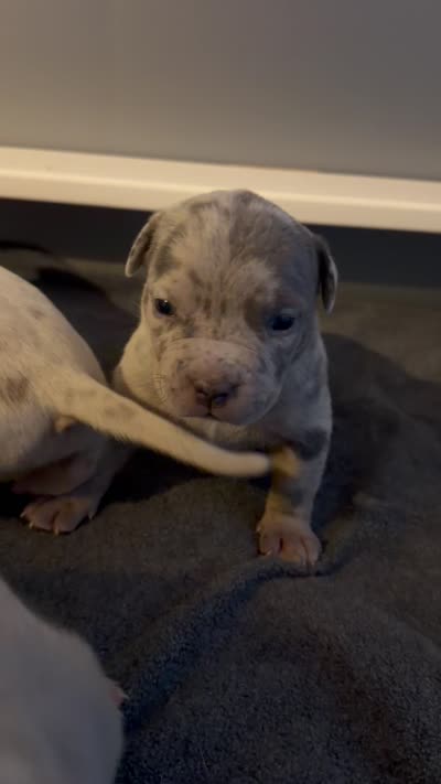 Junior, a male American Bully for sale in South Easton, MA – 10 of 10
