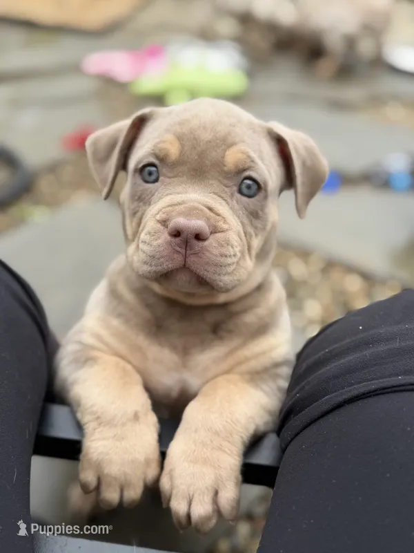 Bambi – American Bully puppy for sale in South Easton, MA