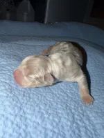 Romy, a female American Bully for sale in South Easton, MA – 2 of 4