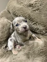Junior, a male American Bully for sale in South Easton, MA – 4 of 10