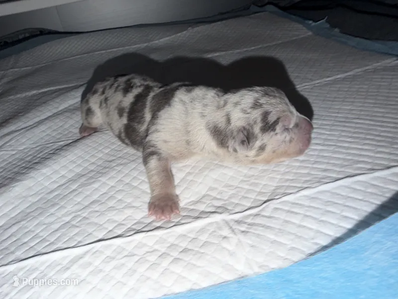 Junior – American Bully puppy for sale in South Easton, MA