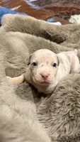 Lucy, a female American Bully for sale in South Easton, MA – 7 of 10