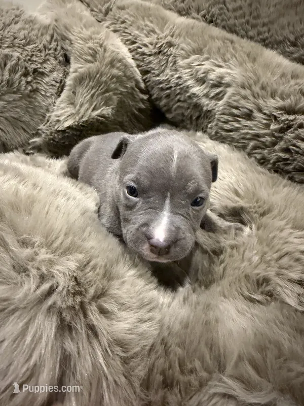 Lady – American Bully puppy for sale in South Easton, MA