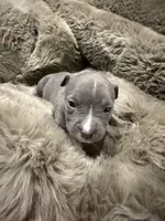 Lady, a female American Bully for sale in South Easton, MA – 1 of 10