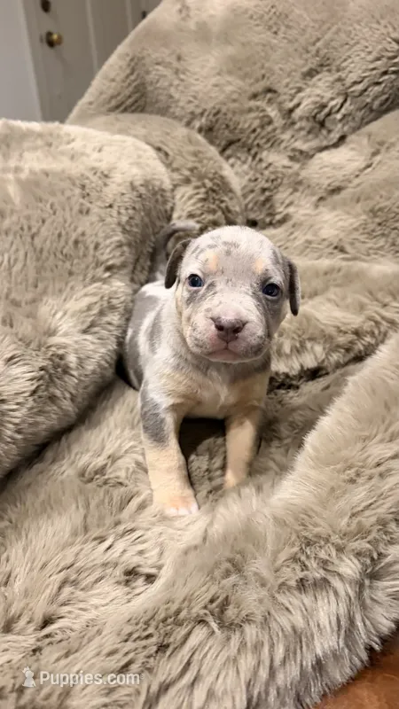 Lola – American Bully puppy for sale in South Easton, MA