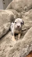 Lola, a female American Bully for sale in South Easton, MA – 2 of 8