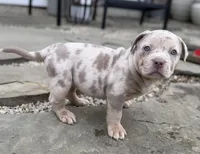 Lucy, a female American Bully for sale in South Easton, MA – 4 of 10