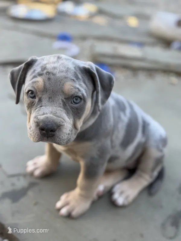 Lola – American Bully puppy for sale in South Easton, MA