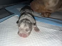 Junior, a male American Bully for sale in South Easton, MA – 6 of 7