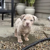 Lucy, a female American Bully for sale in South Easton, MA – 2 of 10
