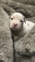 Pearl, a female American Bully for sale in South Easton, MA – 4 of 10