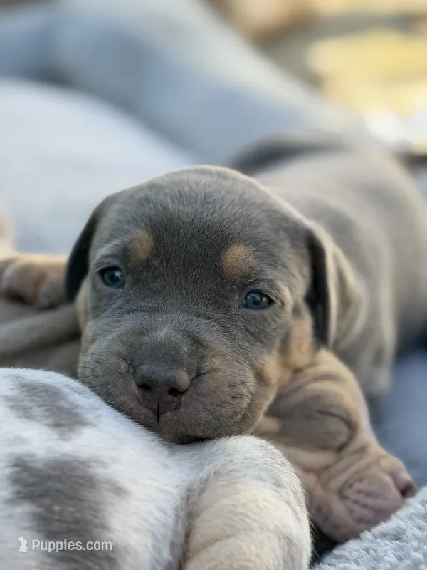 Mack – American Bully puppy for sale in South Easton, MA