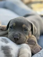 Mack, a male American Bully for sale in South Easton, MA – 3 of 9
