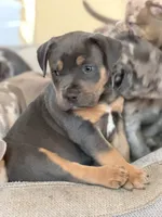 Mack, a male American Bully for sale in South Easton, MA – 1 of 9