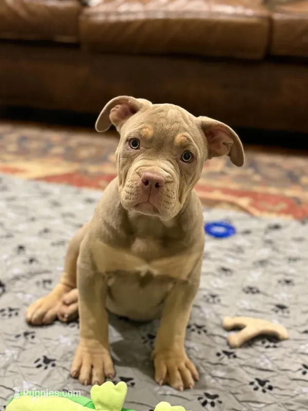 Bambi – American Bully puppy for sale in South Easton, MA