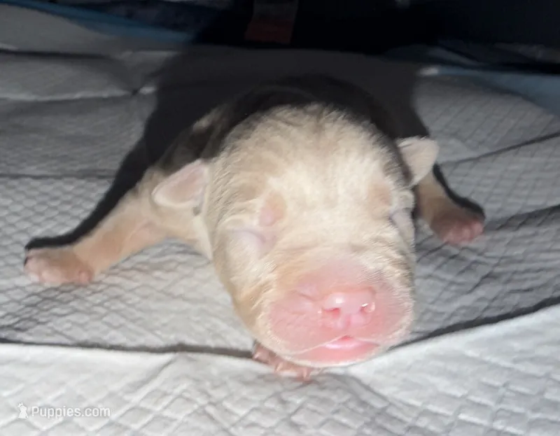Leo  – American Bully puppy for sale in South Easton, MA