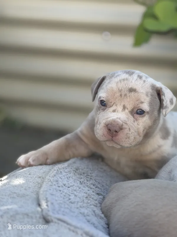 Lucy – American Bully puppy for sale in South Easton, MA