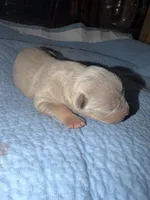 Bambi, a female American Bully for sale in South Easton, MA – 3 of 4