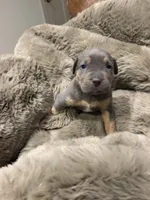 Mack, a male American Bully for sale in South Easton, MA – 5 of 9