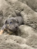 Mack, a male American Bully for sale in South Easton, MA – 7 of 9