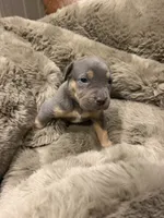 Mack, a male American Bully for sale in South Easton, MA – 9 of 9