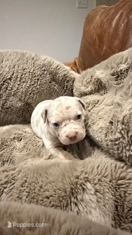 Lucy – American Bully puppy for sale in South Easton, MA