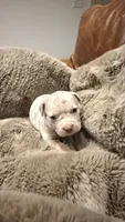 Lucy, a female American Bully for sale in South Easton, MA – 6 of 10