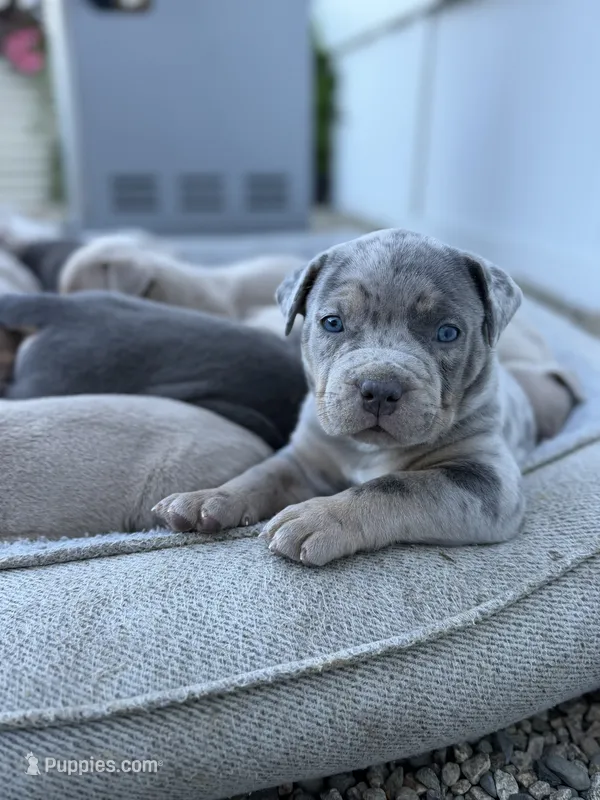 Junior – American Bully puppy for sale in South Easton, MA