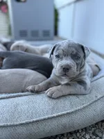 Junior, a male American Bully for sale in South Easton, MA – 1 of 10
