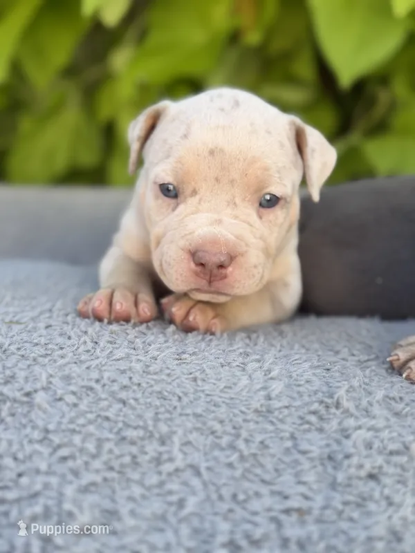 Pearl – American Bully puppy for sale in South Easton, MA