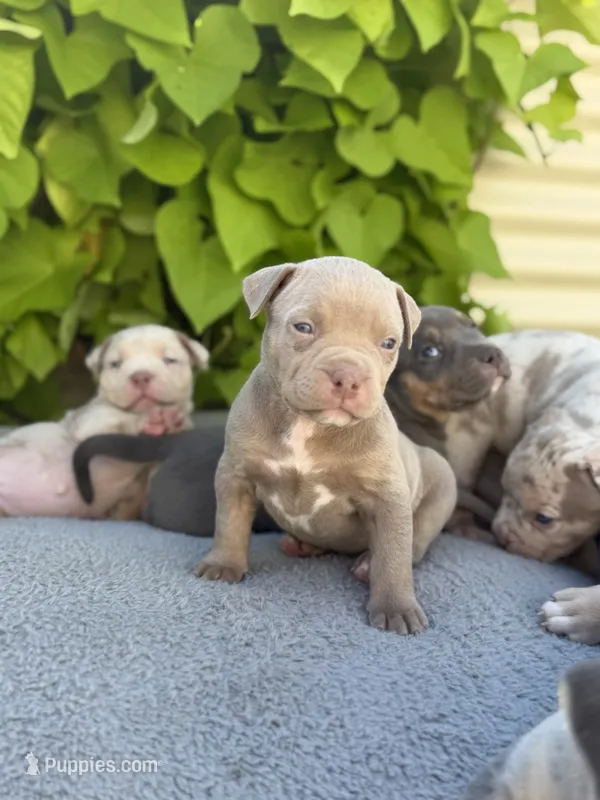 Bambi – American Bully puppy for sale in South Easton, MA