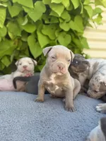 Bambi, a female American Bully for sale in South Easton, MA – 1 of 8