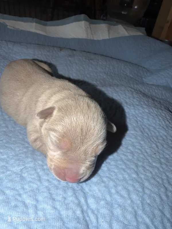 Bambi – American Bully puppy for sale in South Easton, MA