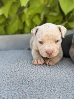 Pearl, a female American Bully for sale in South Easton, MA – 2 of 10
