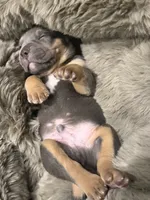 Mack, a male American Bully for sale in South Easton, MA – 6 of 9