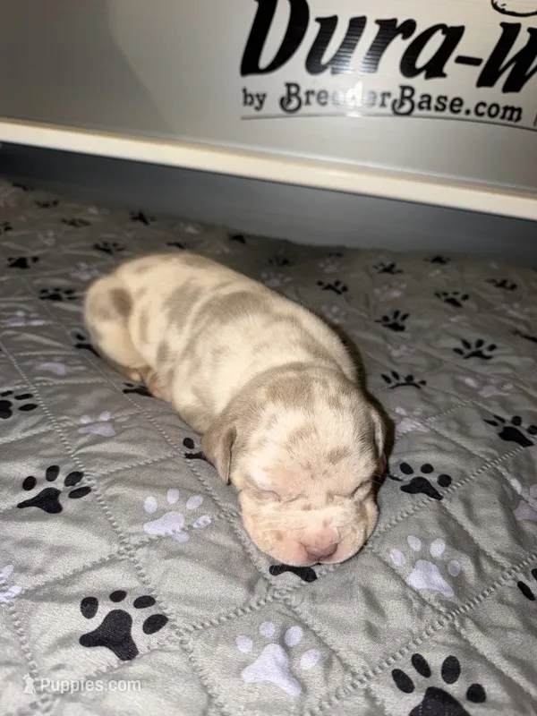 Lucy – American Bully puppy for sale in South Easton, MA