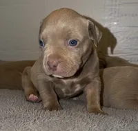 Bambi, a female American Bully for sale in South Easton, MA – 3 of 8
