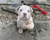 Lucy, a female American Bully for sale in South Easton, MA – 3 of 10