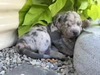 Junior, a male American Bully for sale in South Easton, MA – 2 of 10