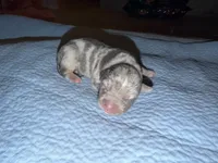 Lola, a female American Bully for sale in South Easton, MA – 1 of 3