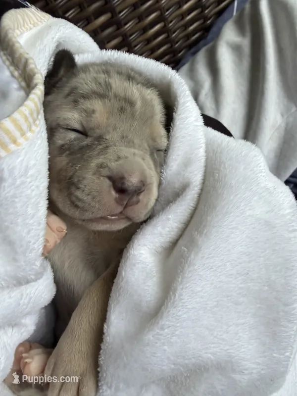 Lola – American Bully puppy for sale in South Easton, MA