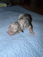 Lola, a female American Bully for sale in South Easton, MA – 2 of 3
