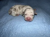 Lucy, a female American Bully for sale in South Easton, MA – 3 of 3