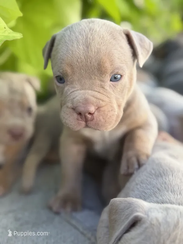 Leo  – American Bully puppy for sale in South Easton, MA
