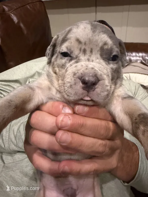 Junior – American Bully puppy for sale in South Easton, MA