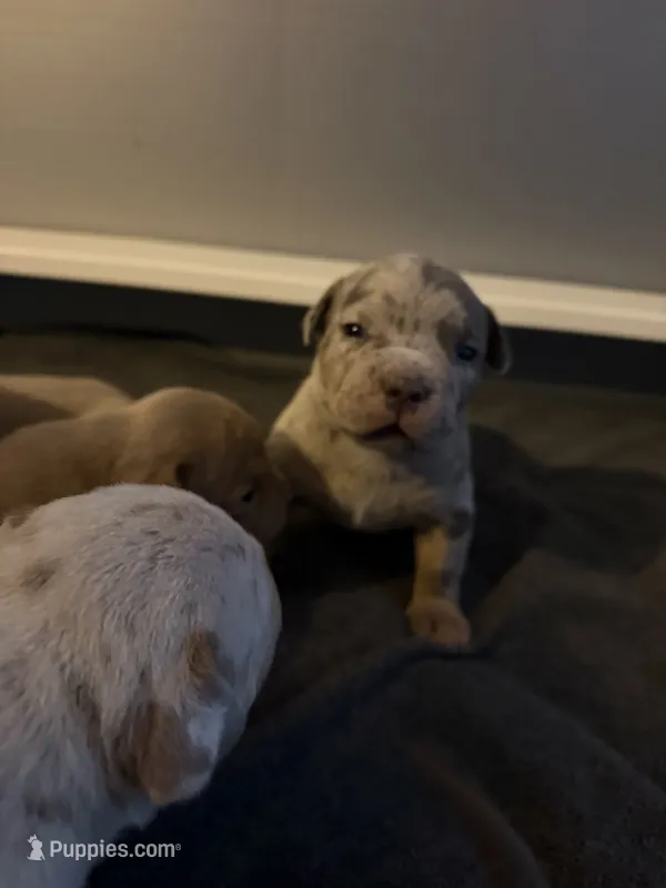 Junior – American Bully puppy for sale in South Easton, MA