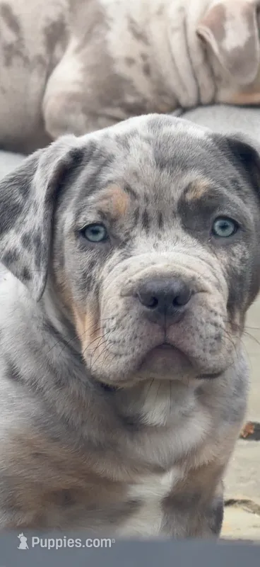 Junior – American Bully puppy for sale in South Easton, MA