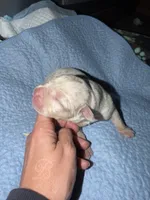 Lucy, a female American Bully for sale in South Easton, MA – 2 of 3