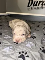 Lucy, a female American Bully for sale in South Easton, MA – 9 of 10